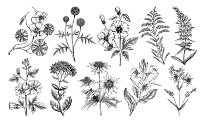 Hand drawn garden summer flower collection. Garden flowering plants sketches. Botanical illustrations isolated on white background. Floral design element in engraved style for prints, cards, posters